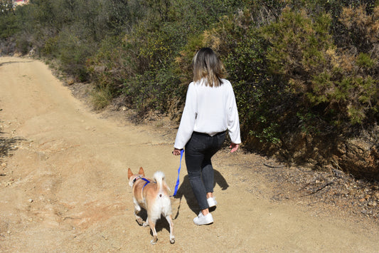 La Importancia de la Hidratación para tus Mascotas Durante una Salida al Aire Libre