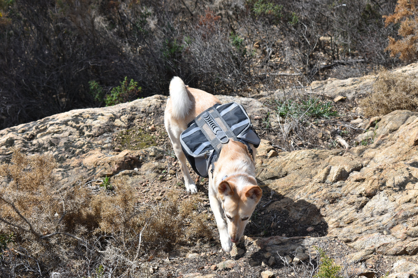 Alforjas para perros